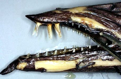 Nesiarchus nasutus_04.jpg